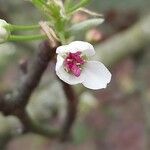 Pyrus calleryana Blomst