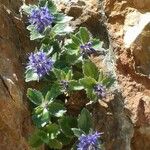 Paederota bonarota Fula