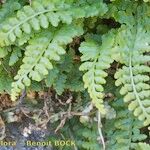 Asplenium foreziense Costuma