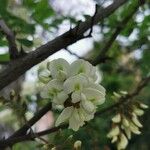 Acacia acanthaster Λουλούδι