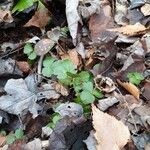 Coptis trifolia Hoja