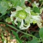 Silene baccifera Flor