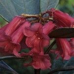 Rhododendron apoanum Flower