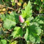 Hibiscus syriacusLeaf