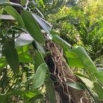 Vanilla planifolia 葉