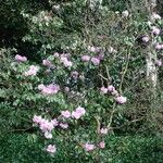 Rhododendron oreodoxa Habit