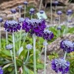 Primula capitata