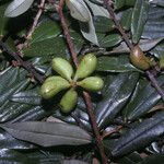 Xylopia pulcherrima Fruto