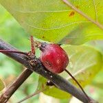 Malus hupehensis Fruit