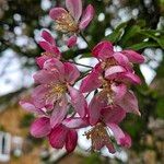 Malus spectabilis Квітка