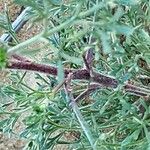 Artemisia scoparia Bark