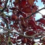 Prunus cerasifera ফল