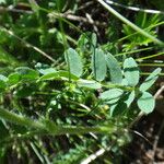 Astragalus hypoglottis Blad