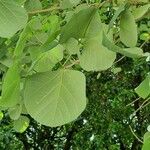 Erythrina lysistemon Levél