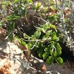 Lantana viburnoides Blad