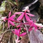 Epidendrum secundum Kukka