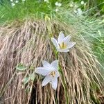 Anthericum liliagoBlomst