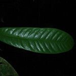 Uvariopsis bakeriana ᱥᱟᱠᱟᱢ