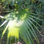 Washingtonia filifera Лист