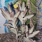 Kalanchoe tomentosa Folha