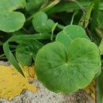 Hydrocotyle leucocephala Leaf