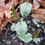 Eurybia divaricata Leaf