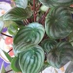 Peperomia argyreia Други