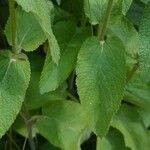 Stachys alpina Leaf