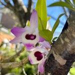 Dendrobium nobile Flower