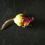 Scrophularia oblongifolia Flower