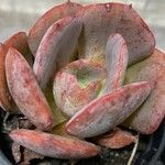 Echeveria gigantea Hàbitat