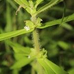 Bacopa axillarisFloro