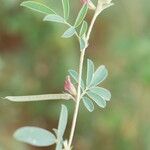 Tephrosia uniflora Arall
