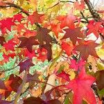 Liquidambar styraciflua List