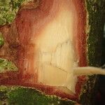 Hylodendron gabunense Corteza