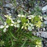 Erysimum ochroleucum Outro