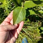 Silphium integrifolium পাতা