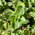 Coleus caninus Leaf