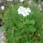 Achillea atrata Λουλούδι