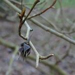 Stewartia pseudocamellia Froito