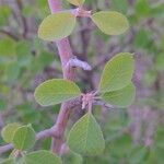 Amelanchier utahensis Leaf