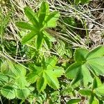 Alchemilla monticola Blatt