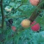 Ficus fulva Fruit