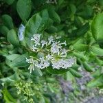 Ligustrum ovalifolium 花