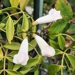 Pandorea jasminoides Blüte
