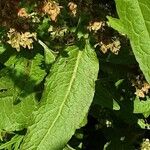 Rumex conglomeratus Blatt