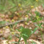 Thaspium trifoliatum Blüte