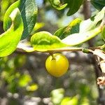 Ziziphus mistol Fruit