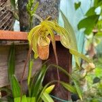 Phragmipedium caudatum Flower