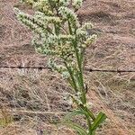 Veratrum album Hábito